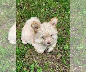 Maltese-Unknown Mix Dogs for adoption in Plymouth, MN, USA