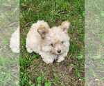 Small Maltese Mix