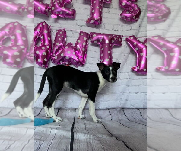 Medium Photo #3 Mutt Puppy For Sale in Mundelein, IL, USA