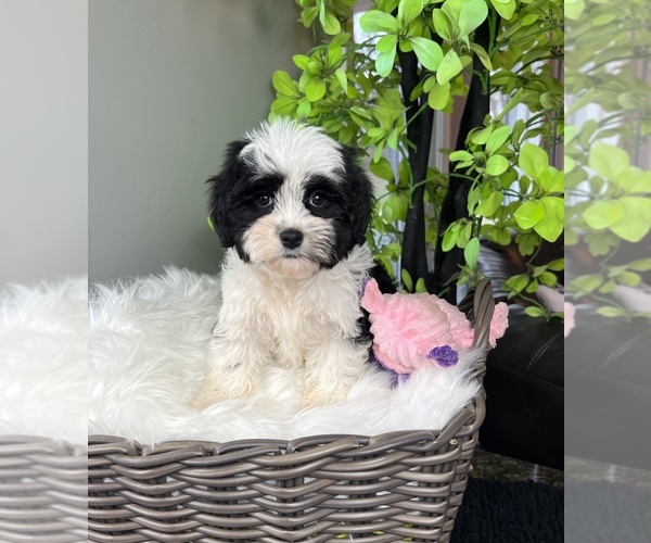 Medium Photo #9 ShihPoo Puppy For Sale in FRANKLIN, IN, USA