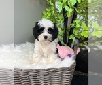 Small Photo #9 ShihPoo Puppy For Sale in FRANKLIN, IN, USA
