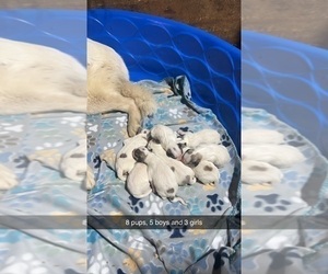 Great Pyrenees Puppy for sale in CONNELLSVILLE, PA, USA