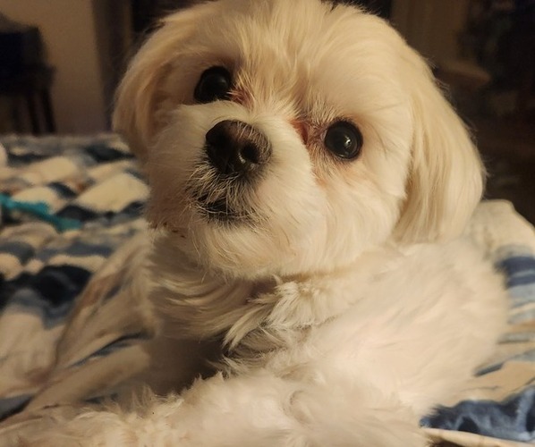 Medium Photo #1 Maltese Puppy For Sale in CHESAPEAKE, VA, USA