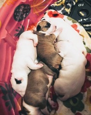 Bull Terrier Puppy for sale in OKLAHOMA CITY, OK, USA