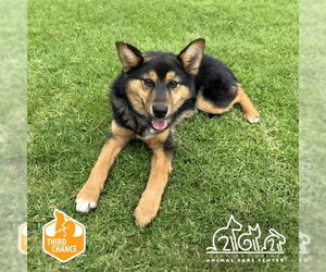 Siberian Husky-Unknown Mix Dogs for adoption in Irvine, CA, USA