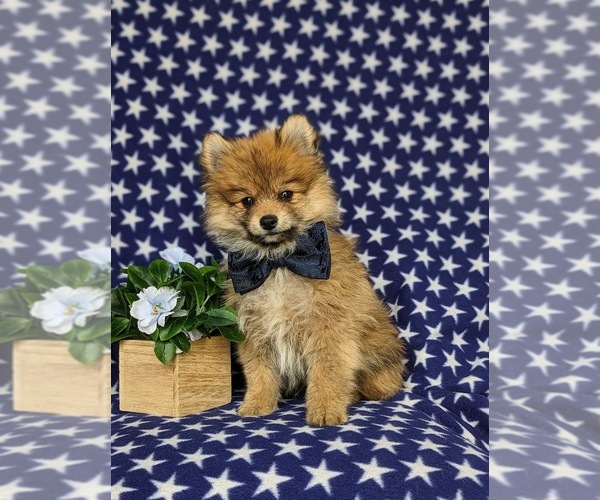 Medium Photo #3 Pomeranian Puppy For Sale in OXFORD, PA, USA