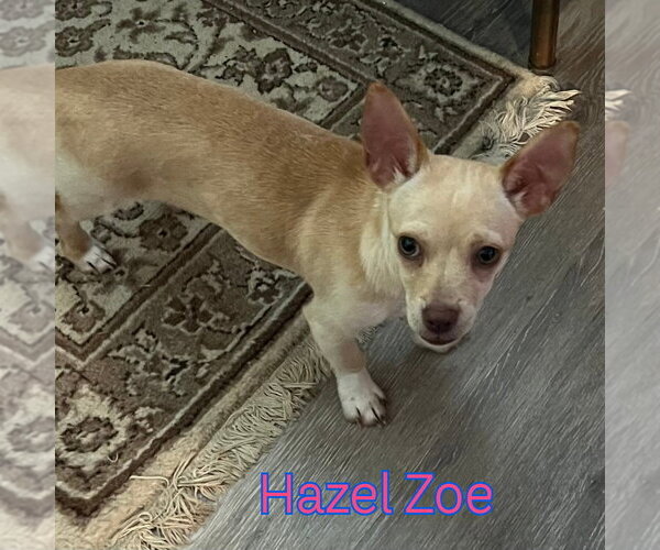 Medium Photo #9 Chiweenie Puppy For Sale in San Antonio, TX, USA