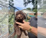 Small #10 Labradoodle mix (+ Poodle Standard)