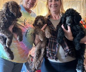 Poodle (Standard) Puppy for sale in CAMPBELL, NE, USA