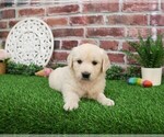 Small #1 English Cream Golden Retriever