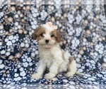 Small #3 Cavapoo (Miniature)