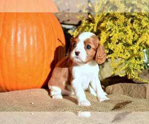 Cavalier King Charles Spaniel Puppy for sale in RUSSELLVILLE, AR, USA