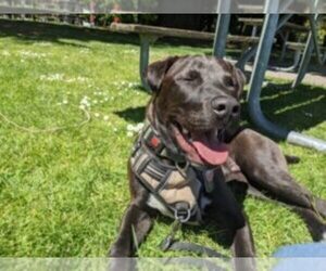 American Pit Bull Terrier-Labrador Retriever Mix Dogs for adoption in SEATTLE, WA, USA