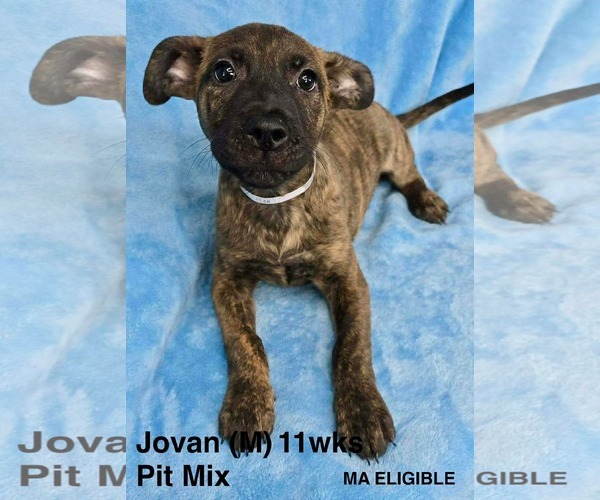 Medium Photo #1 Mutt Puppy For Sale in pomfret, CT, USA