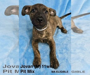 Mutt Dogs for adoption in pomfret, CT, USA