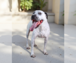 Small #1 Mutt