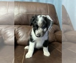 Puppy Mommas Boy Australian Shepherd
