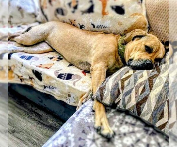 Medium Photo #5 Mastiff-Unknown Mix Puppy For Sale in columbia, SC, USA