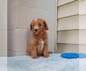 Goldendoodle (Miniature) Puppy for sale in ABBOTSFORD, WI, USA