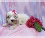 Small #4 Cavapoo (Miniature)