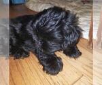 Small Photo #3 Shih Tzu Puppy For Sale in HOLLY, MI, USA