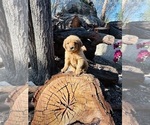 Small #1 Golden Retriever