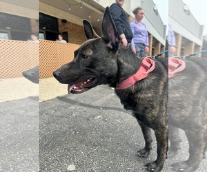Janey - Female Mutt Dog for Adoption - Photo #2