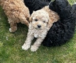 Small Cavapoo (Miniature)