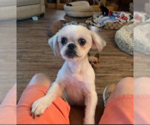 Shih Tzu-Unknown Mix Dogs for adoption in Cranston, RI, USA