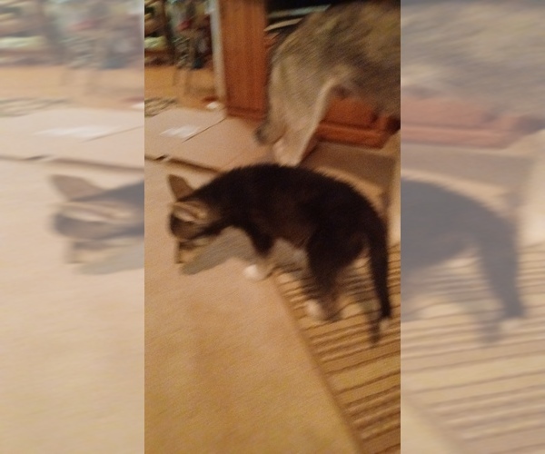 Medium Photo #7 Gerberian Shepsky Puppy For Sale in EDMORE, MI, USA