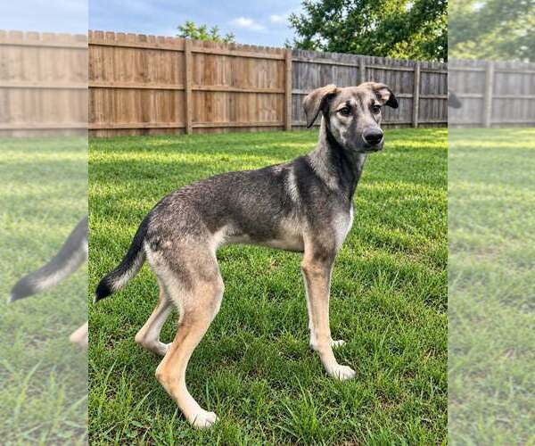 Medium Photo #6 Anatolian Shepherd-German Shepherd Dog Mix Puppy For Sale in Aurora, IN, USA