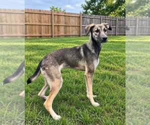Poor Babies : Tammy - Female Anatolian Shepherd-German Shepherd Dog Mix Dog for Adoption - Photo #6