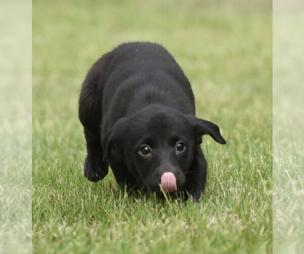 Medium Photo #4 Borador Puppy For Sale in Mechanicsburg, PA, USA