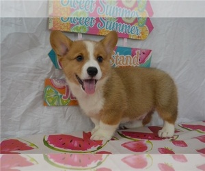 Pembroke Welsh Corgi Puppy for sale in PHOENIX, AZ, USA