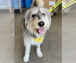 Small #1 Irish Wolfhound Mix