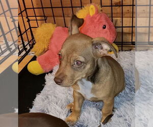 Chiweenie Dogs for adoption in San Bernardino, CA, USA