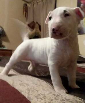 Medium Photo #2 Bull Terrier Puppy For Sale in DOWLING PARK, FL, USA