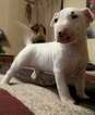 Small Photo #2 Bull Terrier Puppy For Sale in DOWLING PARK, FL, USA