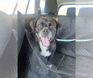 Medium Pug Mix