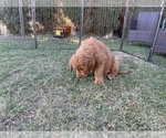 Small Photo #17 Goldendoodle Puppy For Sale in WOODLAND, CA, USA