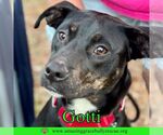 Small #17 Rottweiler-American Pit Bull Terrier