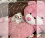 Small #1 Shih Tzu