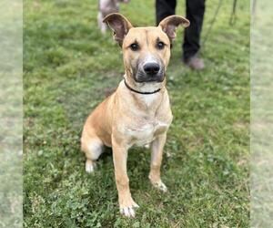 Mutt Dogs for adoption in Modesto, CA, USA