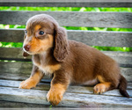 Small #10 Dachshund
