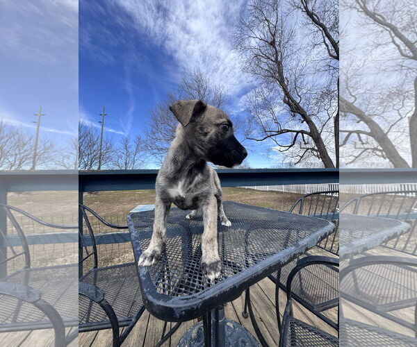 Medium Photo #4 German Shepherd Dog-Unknown Mix Puppy For Sale in Columbus, IN, USA