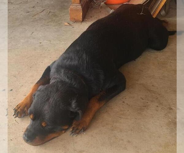 Medium Photo #2 Rottweiler Puppy For Sale in San Antonio, TX, USA