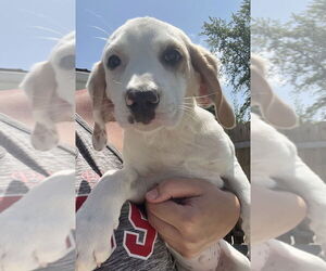 Jack-A-Bee Dogs for adoption in Aurora, IN, USA