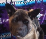 Small Photo #11 Akita Puppy For Sale in LIVINGSTON, MT, USA