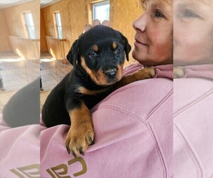 Rottweiler Puppy for sale in HARRISBURG, PA, USA