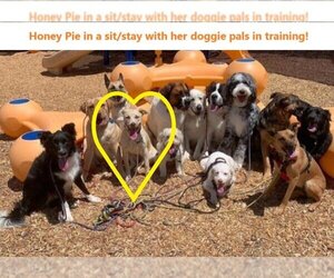 Honey Pie - Female Mutt Dog for Adoption - Photo #10